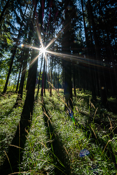 drzewa muszą być pomierzone